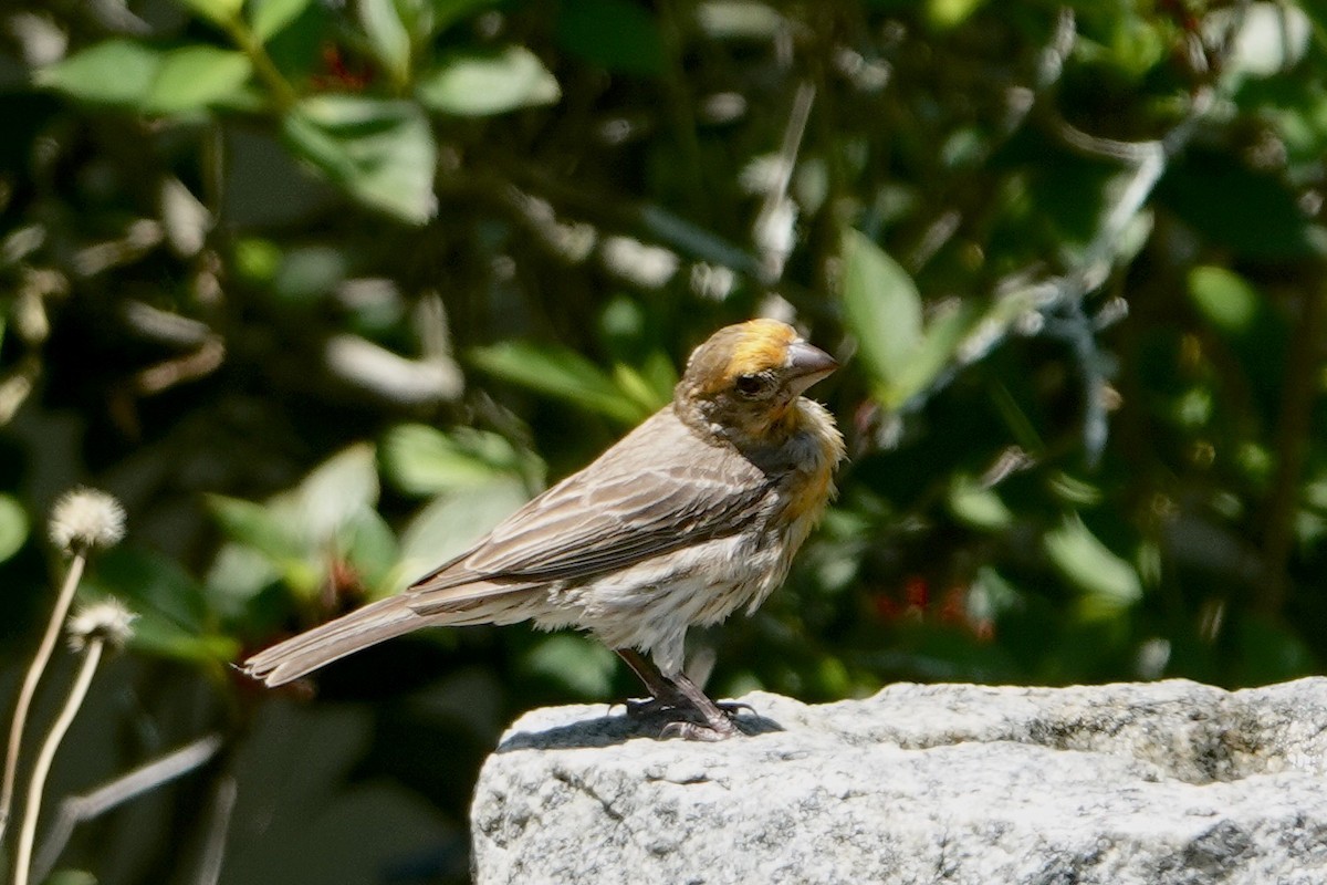 House Finch - Alena Capek