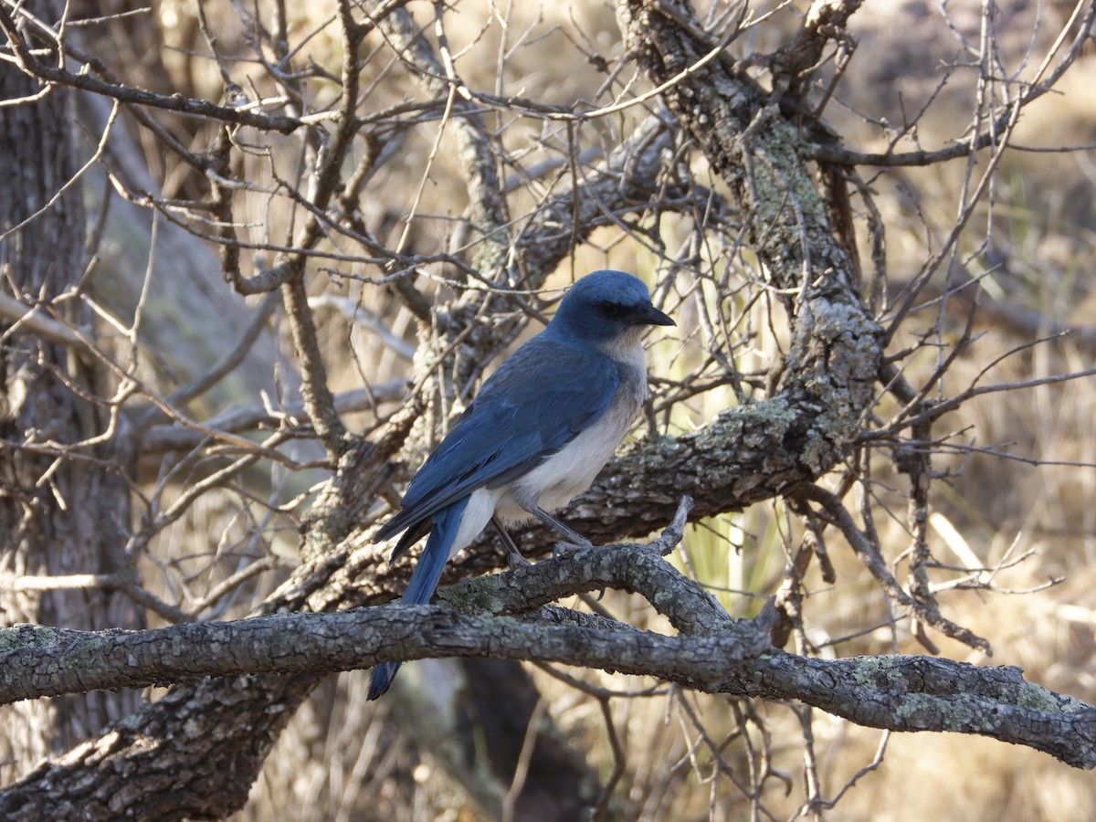 Mexican Jay - Eric Sibbald