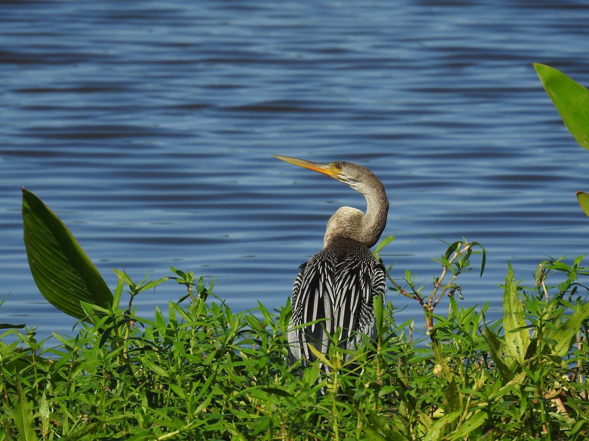 Anhinga - Michael Weisensee