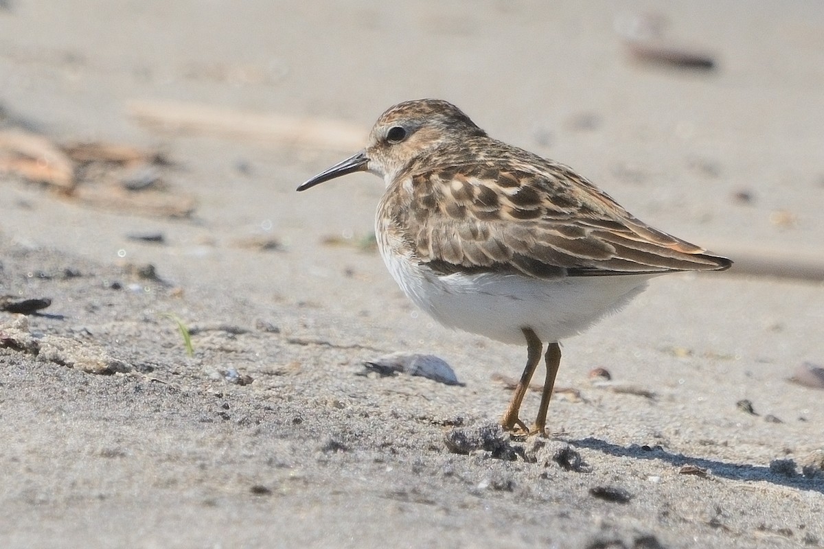 Semipalmated Sandpiper - John Gordinier