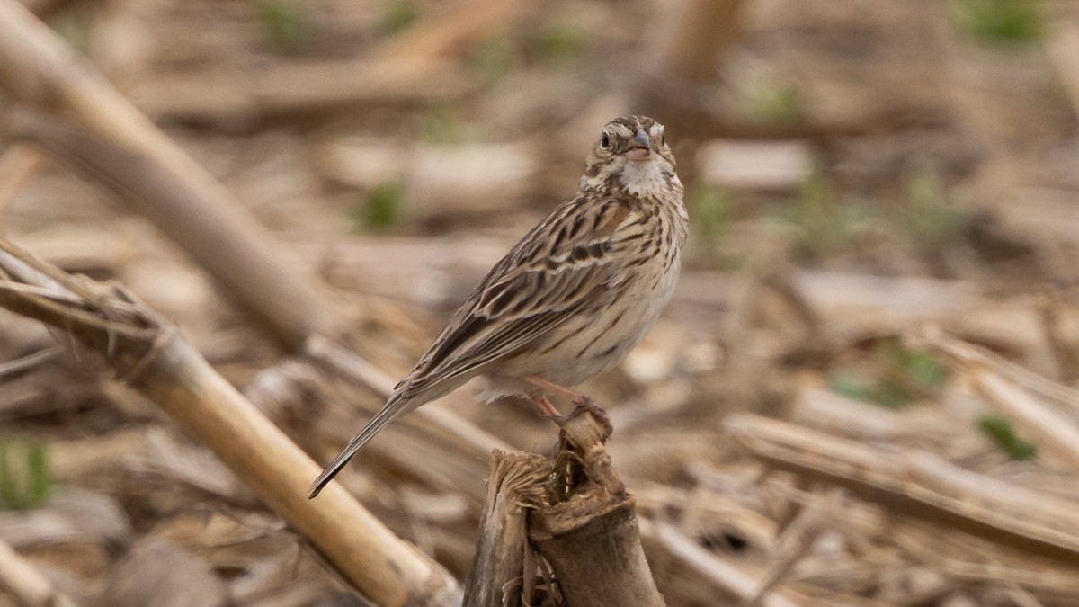 Vesper Sparrow - Guy de Bruyn