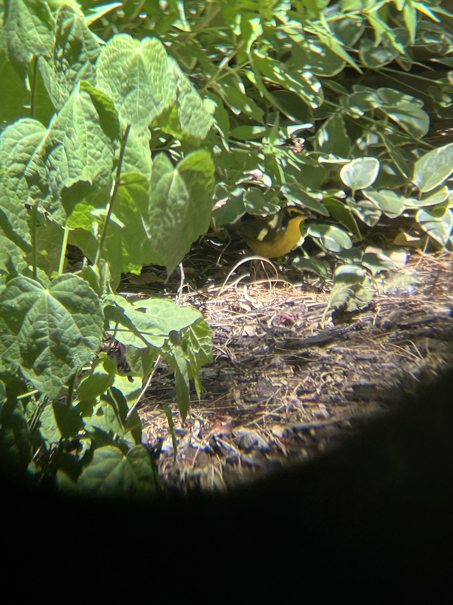 Kentucky Warbler - David Larson