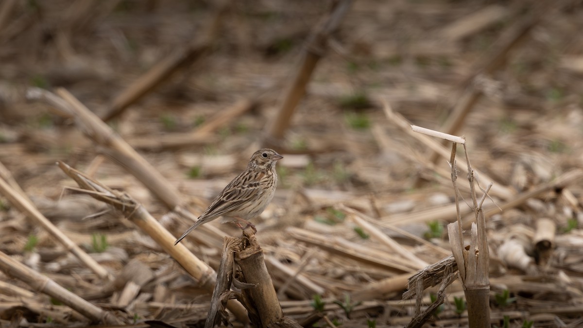 Vesper Sparrow - Guy de Bruyn