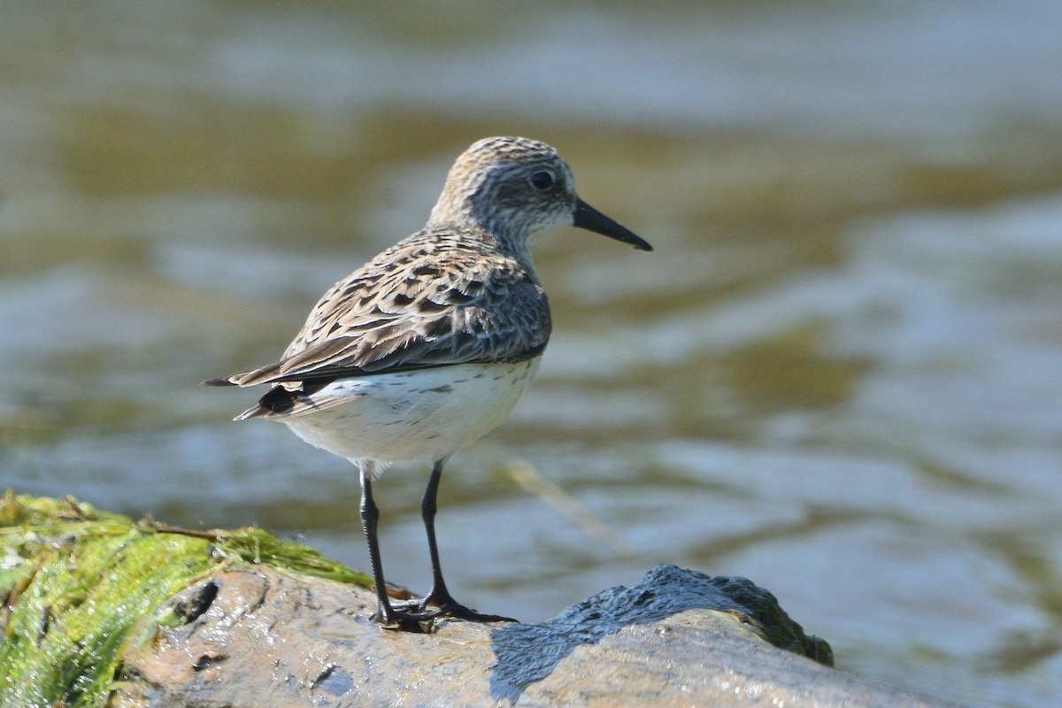 Semipalmated Sandpiper - ML619582980