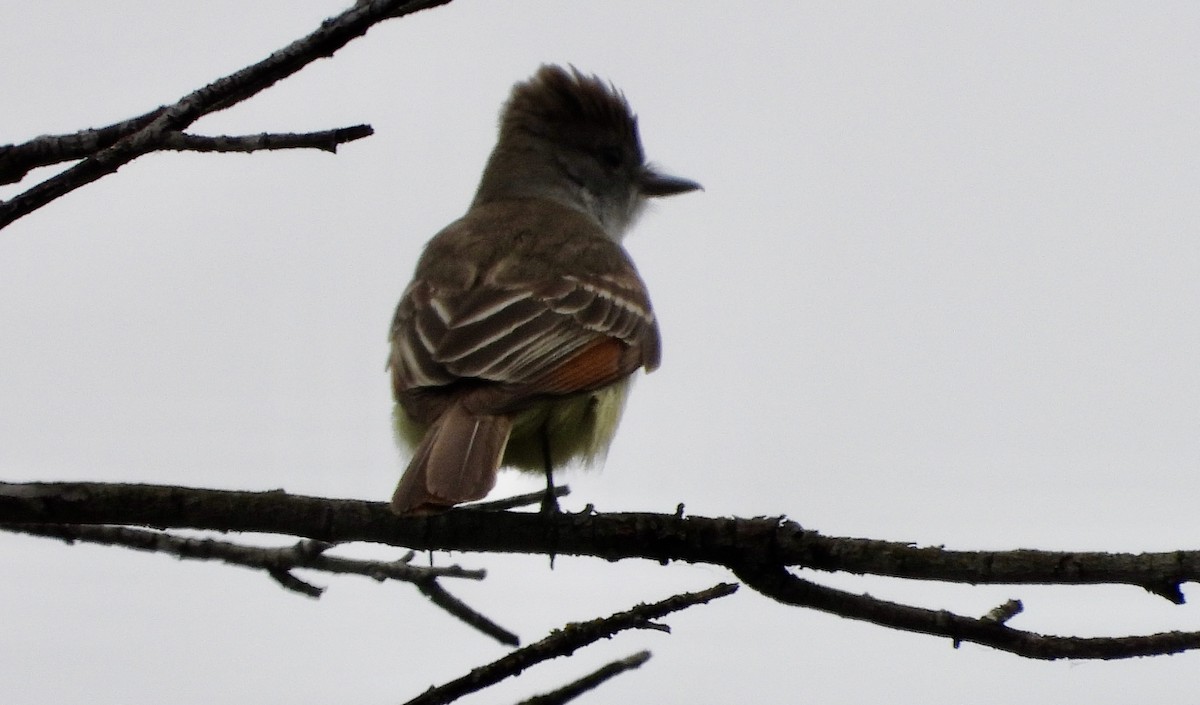 Ash-throated Flycatcher - Cathie Canepa