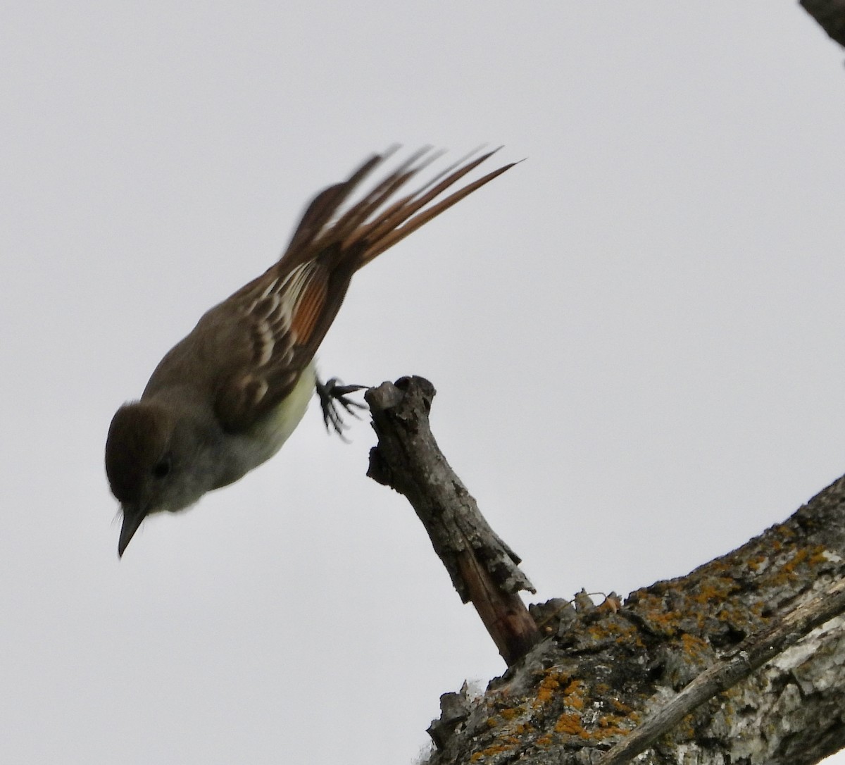 Ash-throated Flycatcher - Cathie Canepa