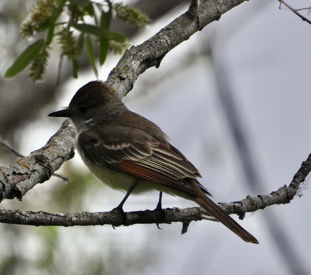 Ash-throated Flycatcher - Cathie Canepa