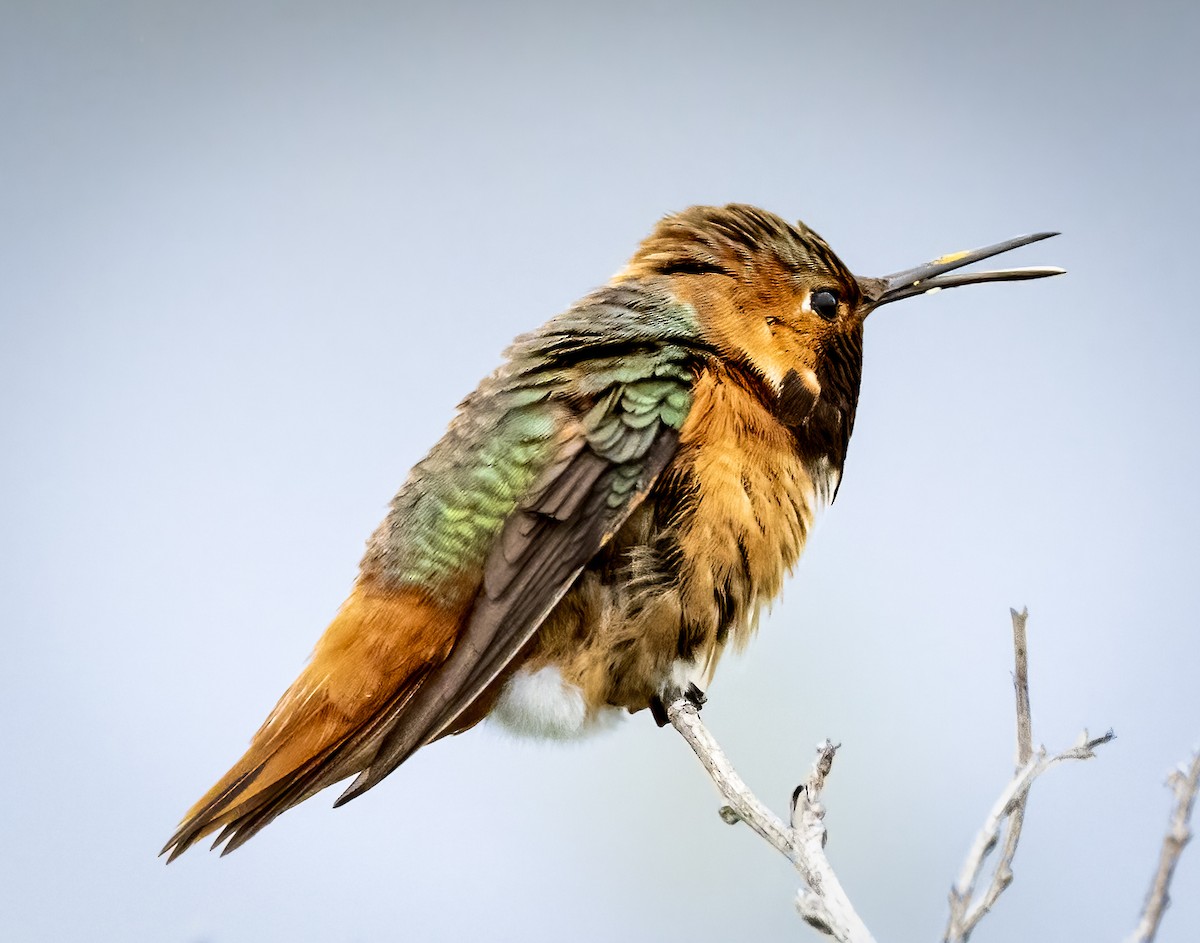 Allen's Hummingbird - Susan Newlin