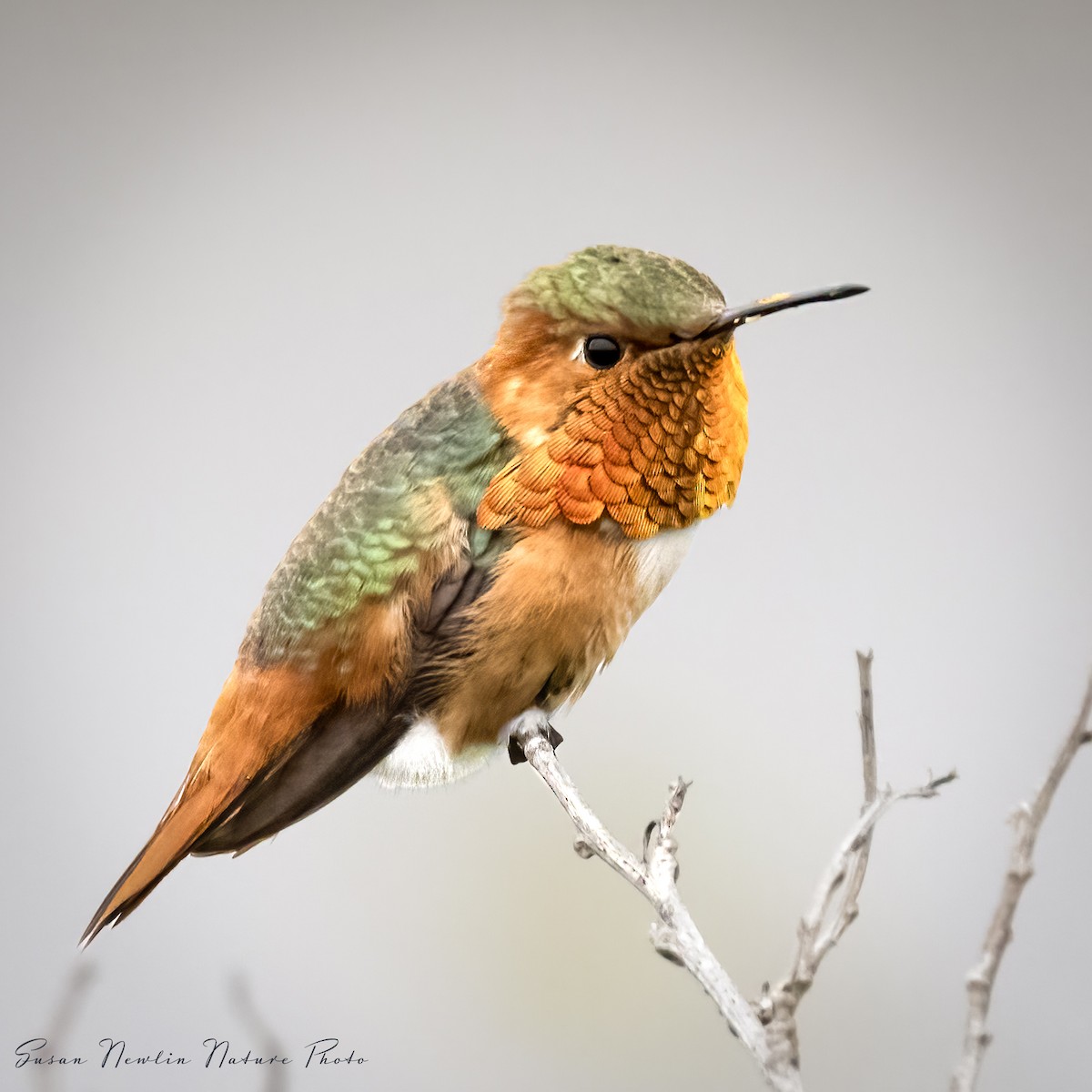 Allen's Hummingbird - Susan Newlin