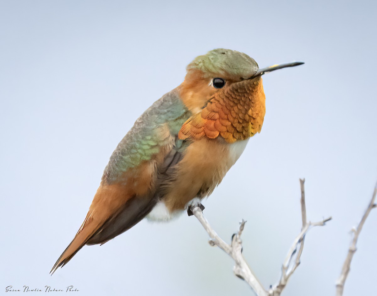 Allen's Hummingbird - Susan Newlin