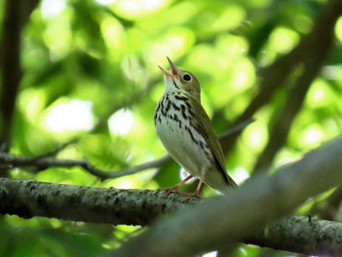 Ovenbird - David Cooney Jr