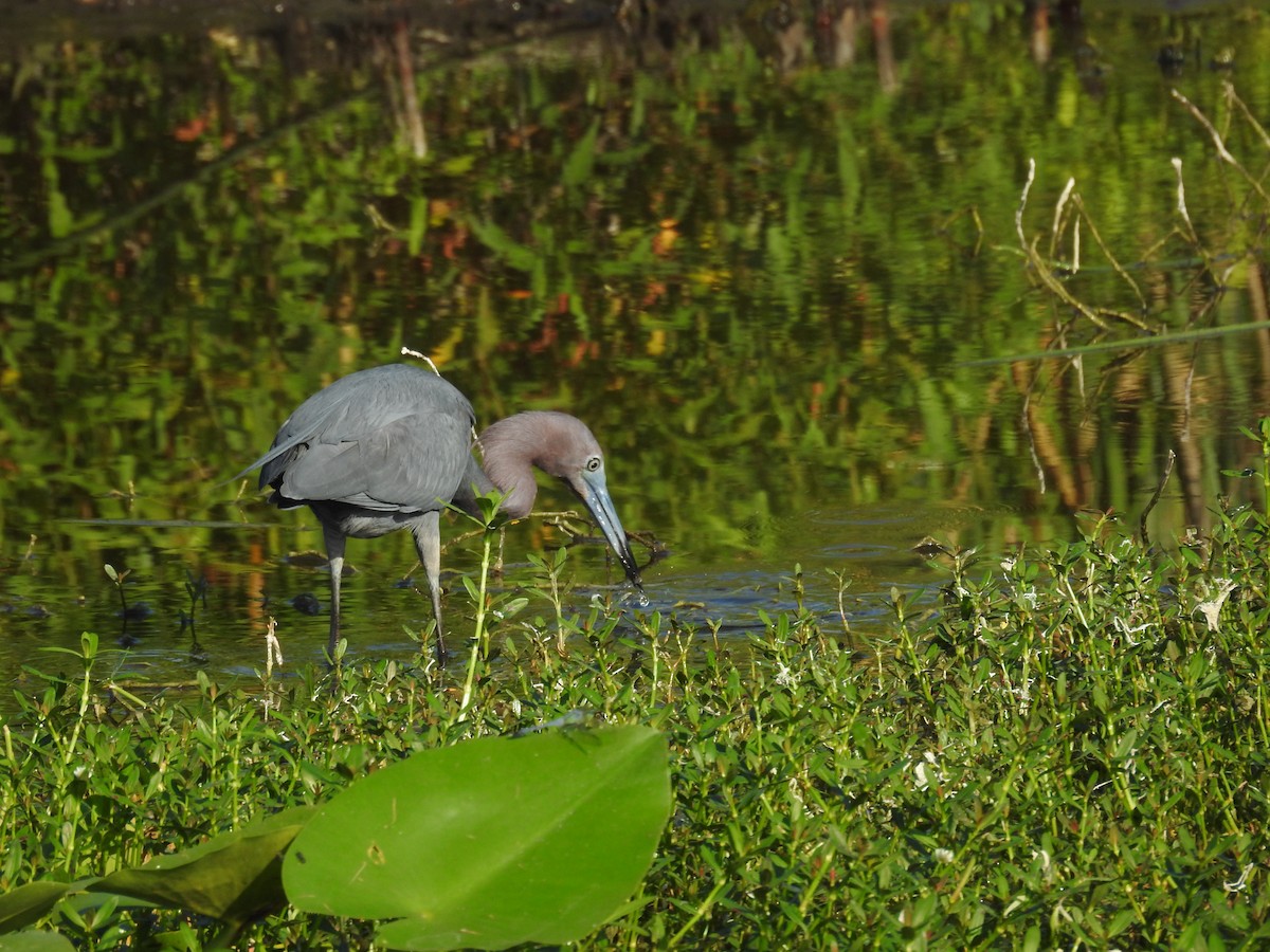 Little Blue Heron - Michael Weisensee