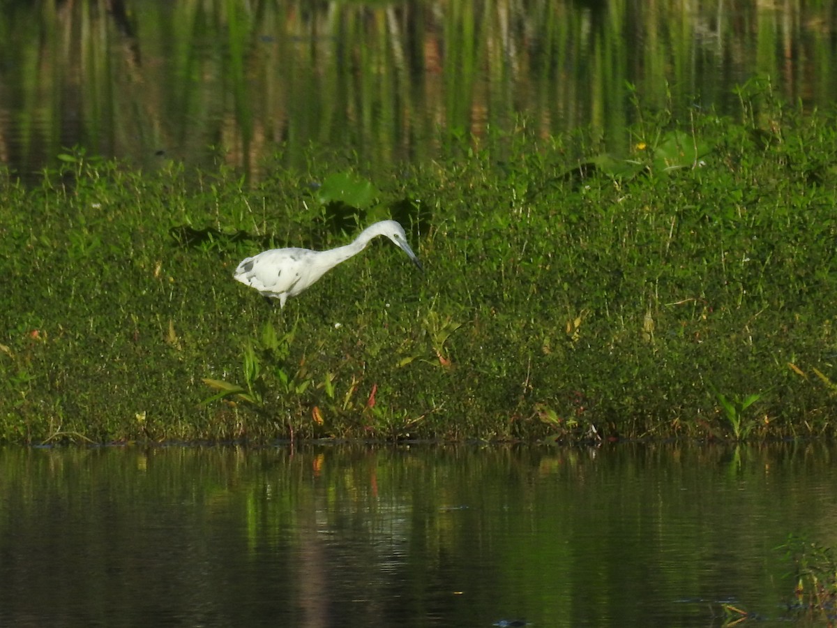 Little Blue Heron - Michael Weisensee