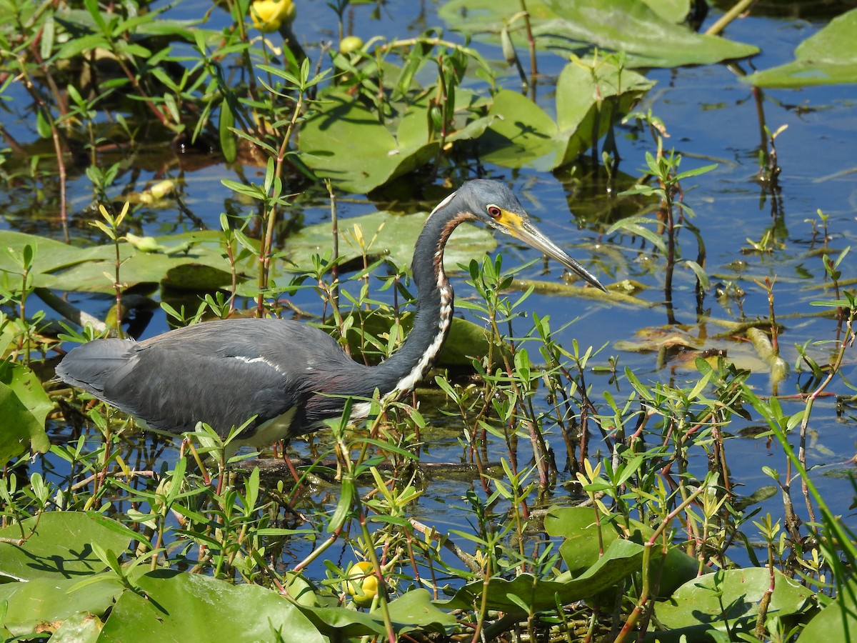 Tricolored Heron - Michael Weisensee