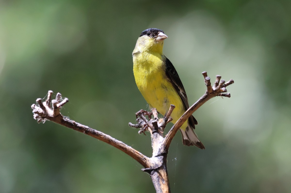 Lesser Goldfinch - Tricia Vesely