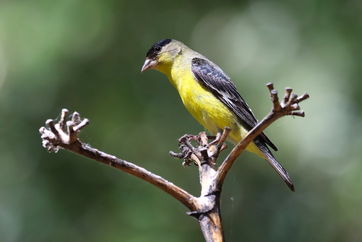 Lesser Goldfinch - Tricia Vesely