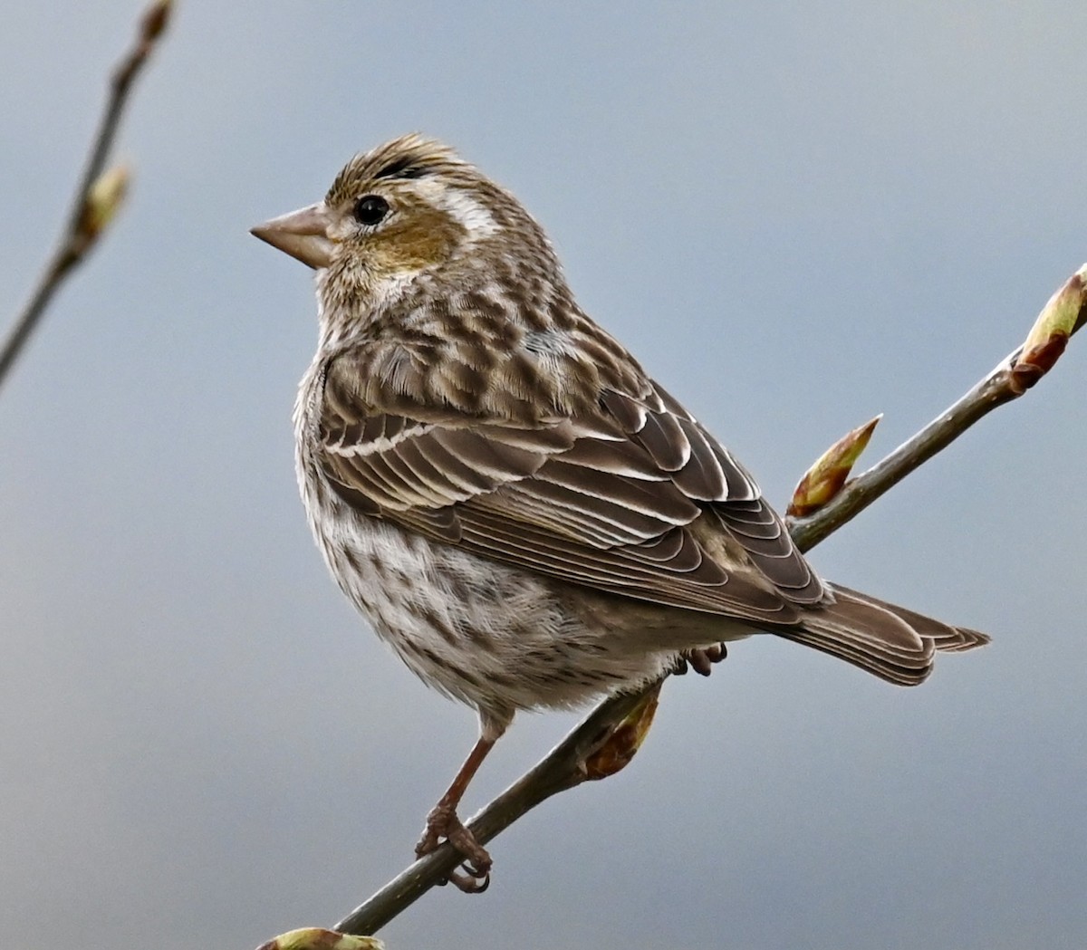 Cassin's Finch - Nancy Blaze