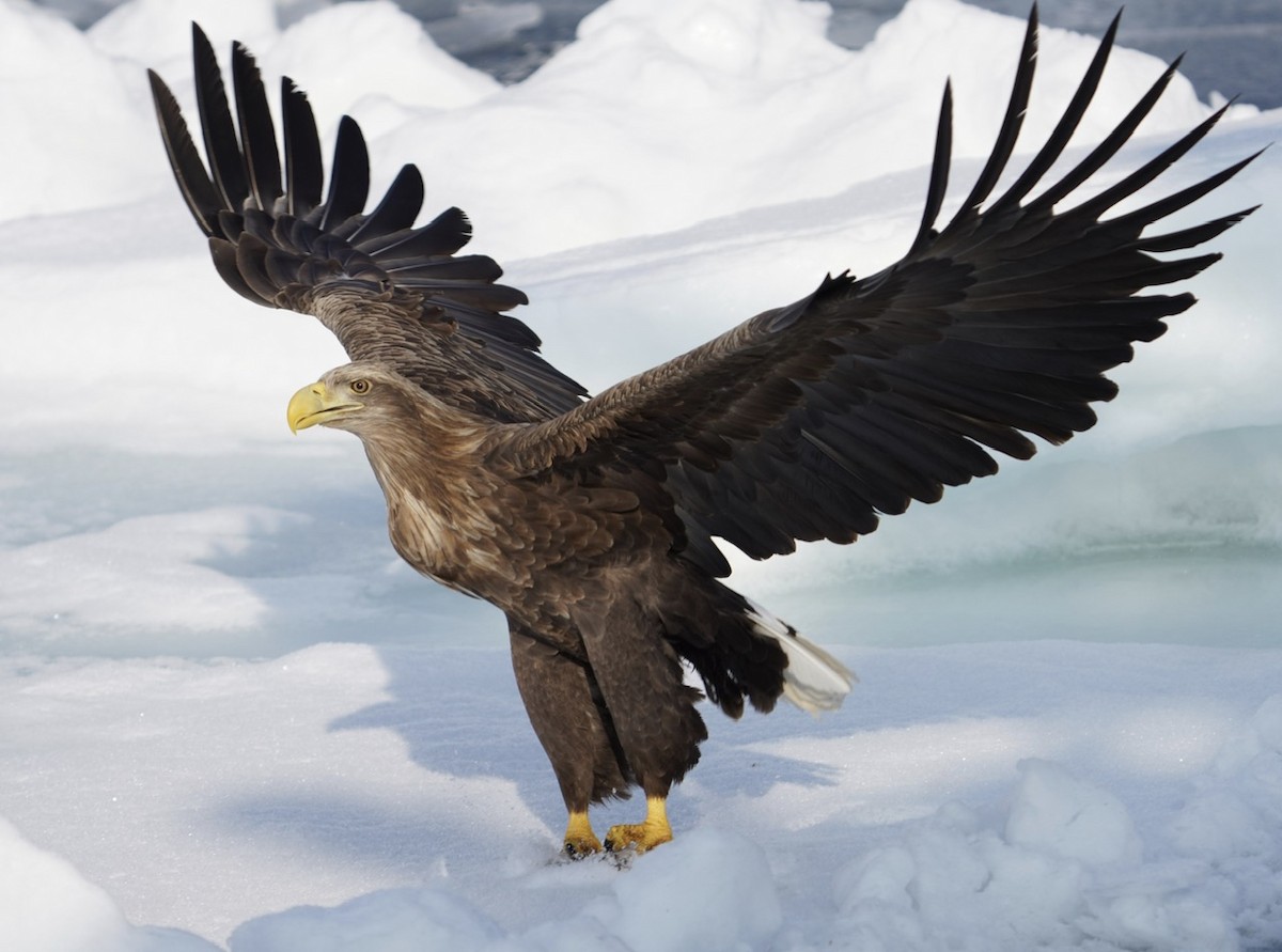 White-tailed Eagle - Cliff Halverson