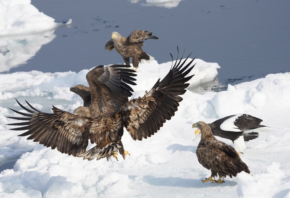 White-tailed Eagle - Cliff Halverson