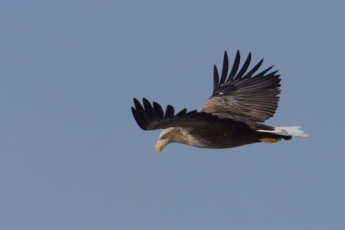 White-tailed Eagle - Cliff Halverson