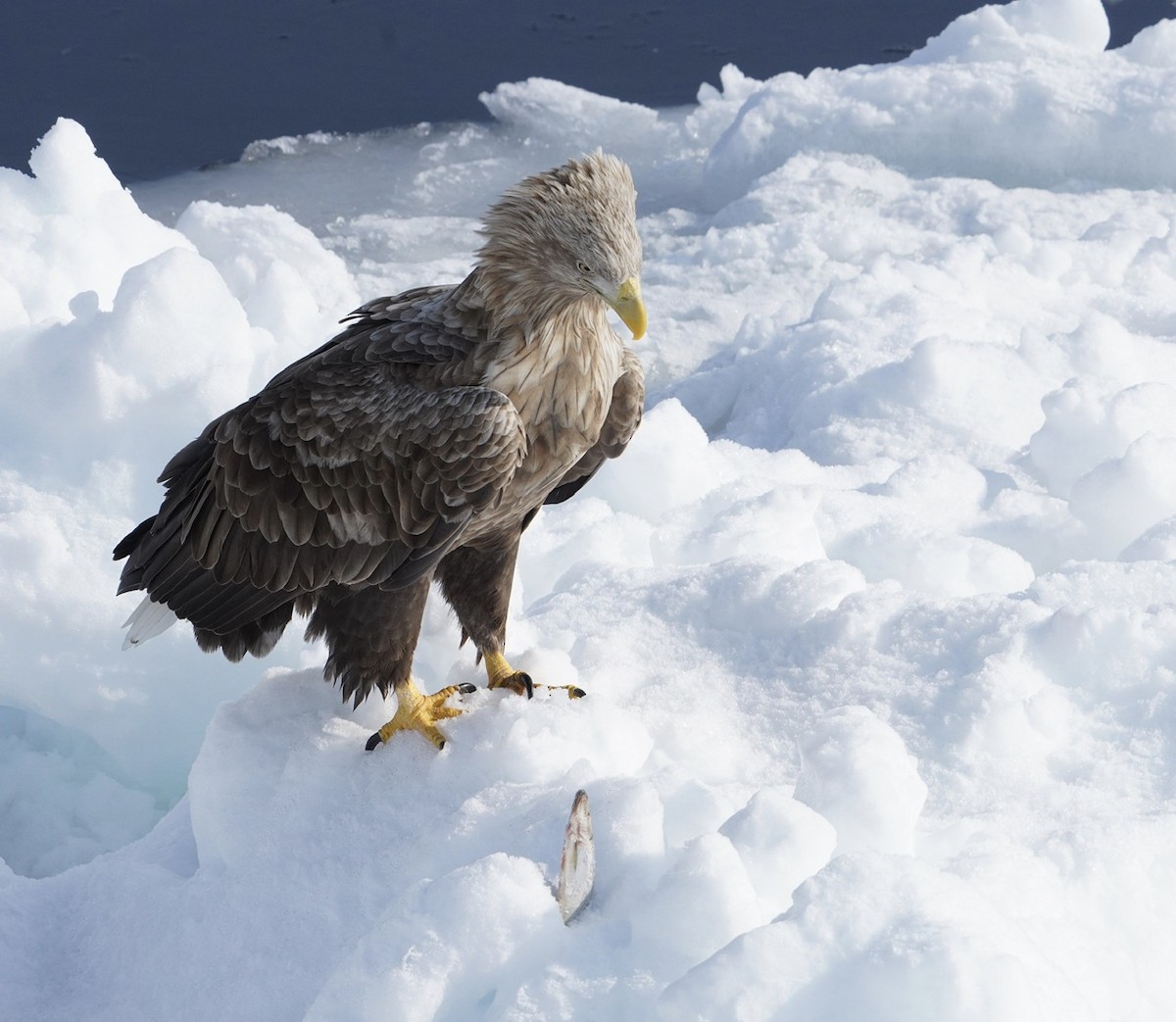 White-tailed Eagle - Cliff Halverson