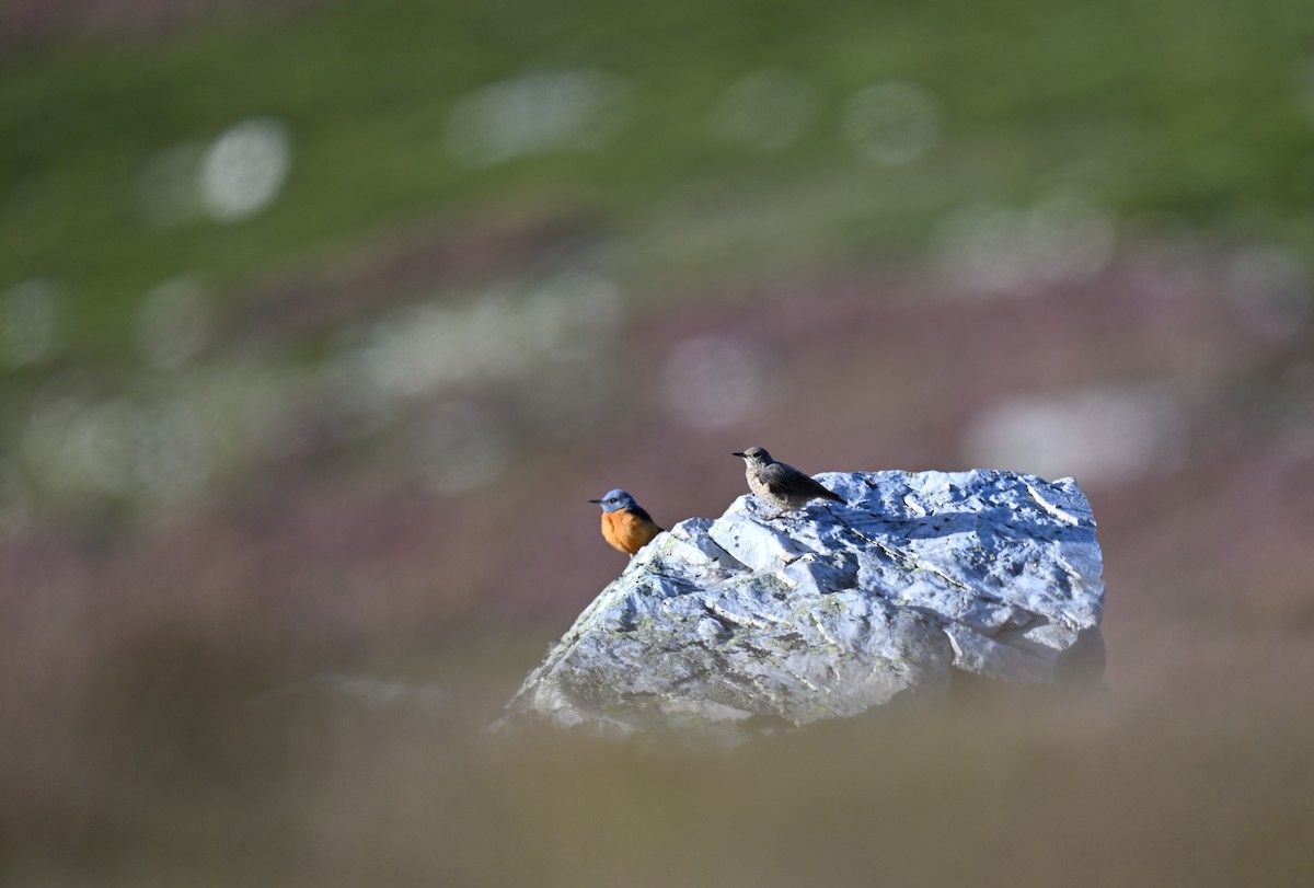 Rufous-tailed Rock-Thrush - Manuel Segura Herrero