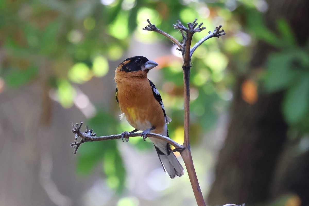 Black-headed Grosbeak - Tricia Vesely