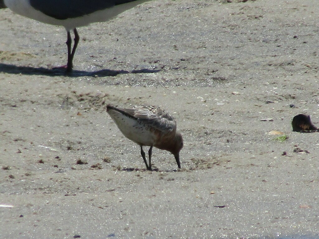 Red Knot - Zakqary R