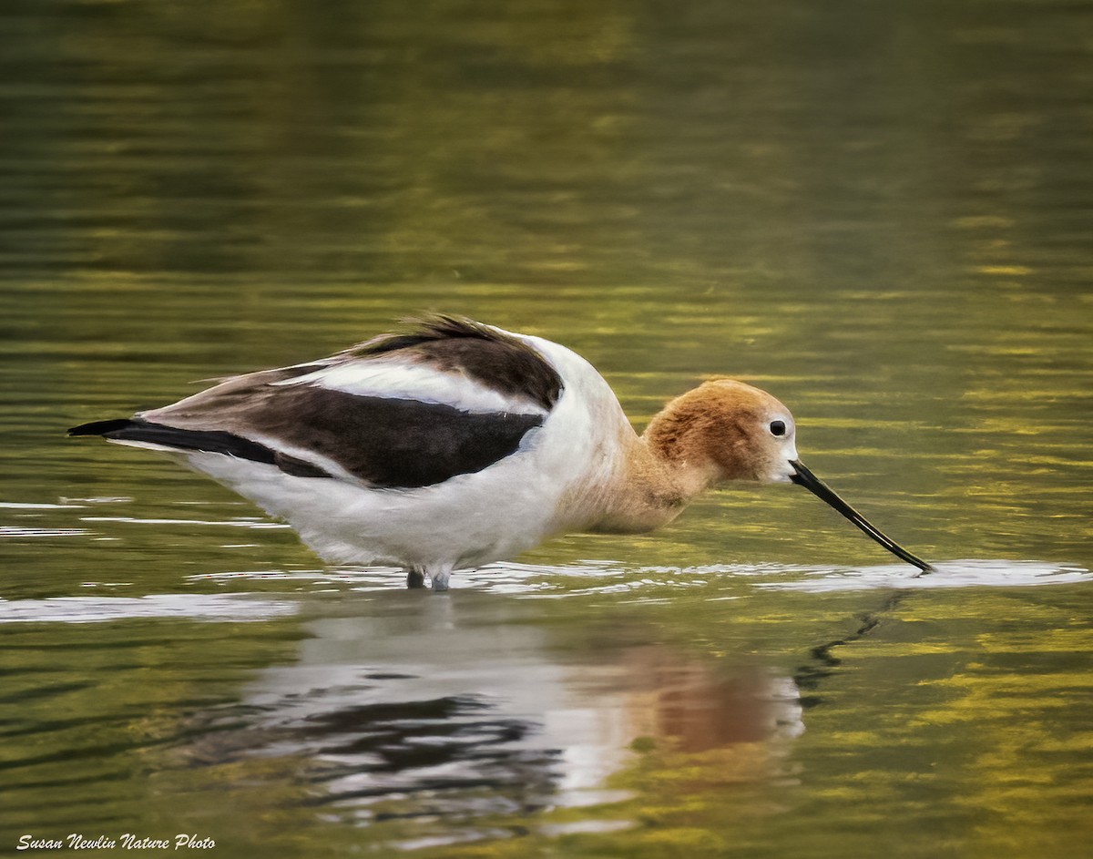 American Avocet - Susan Newlin