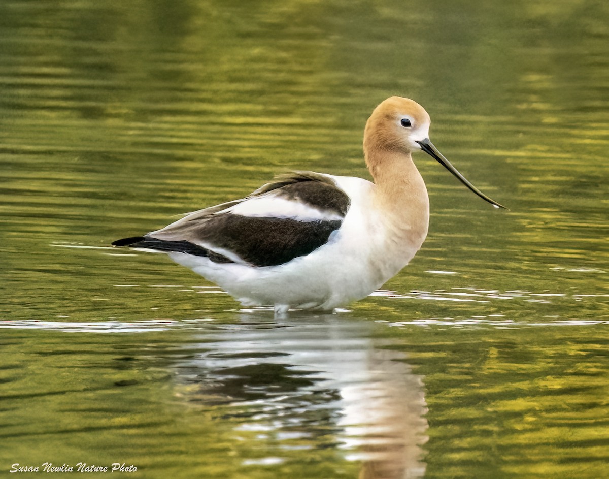 American Avocet - Susan Newlin