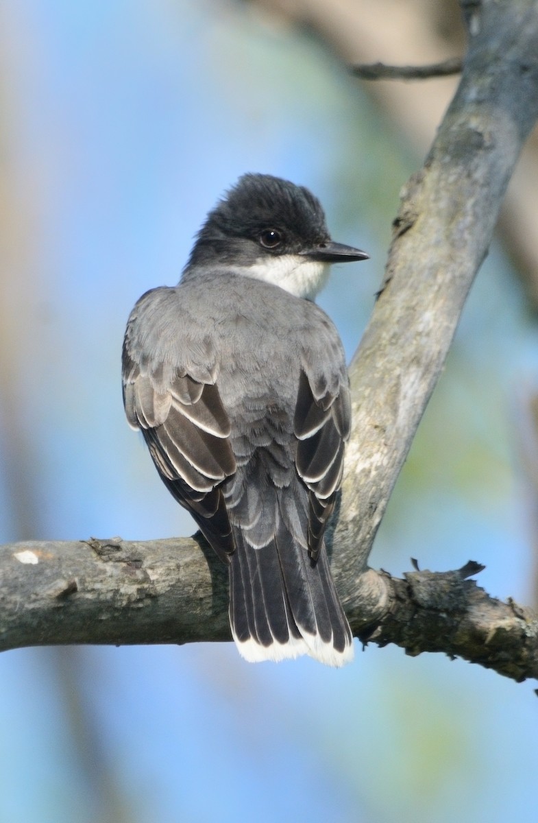 Eastern Kingbird - ML619583049