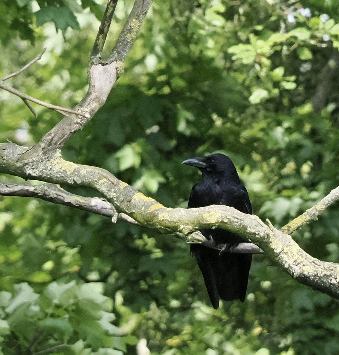 Carrion Crow - James Tatlow