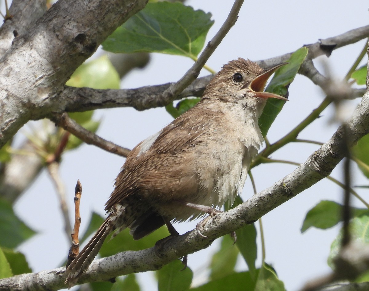 House Wren - Cathie Canepa