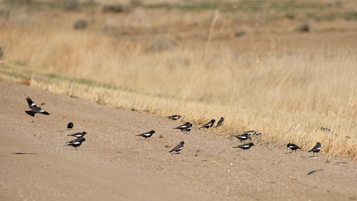 Lark Bunting - ML619583067