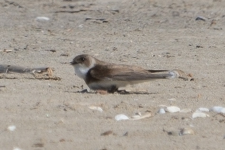 Bank Swallow - John Gordinier