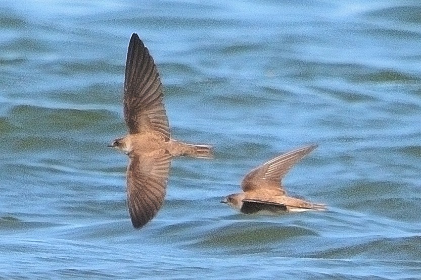 Bank Swallow - John Gordinier