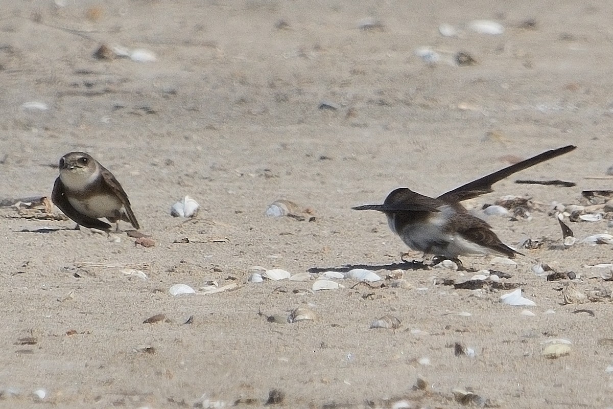 Bank Swallow - John Gordinier