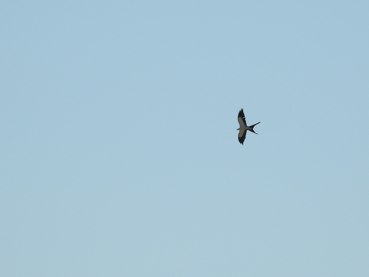 Swallow-tailed Kite - Michael Weisensee