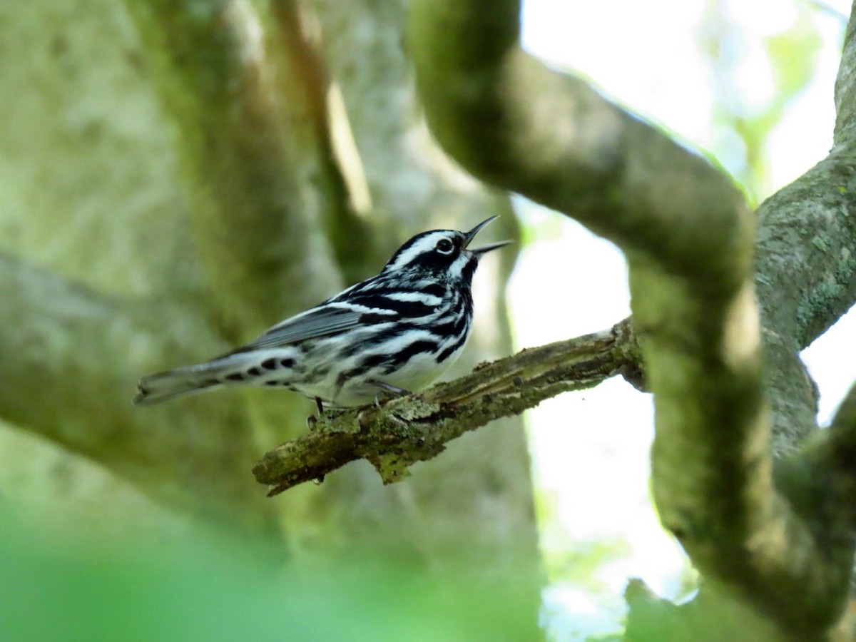 Black-and-white Warbler - David Cooney Jr