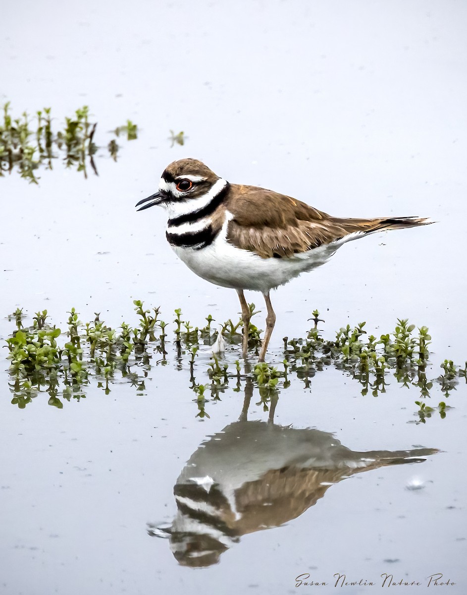 Killdeer - Susan Newlin