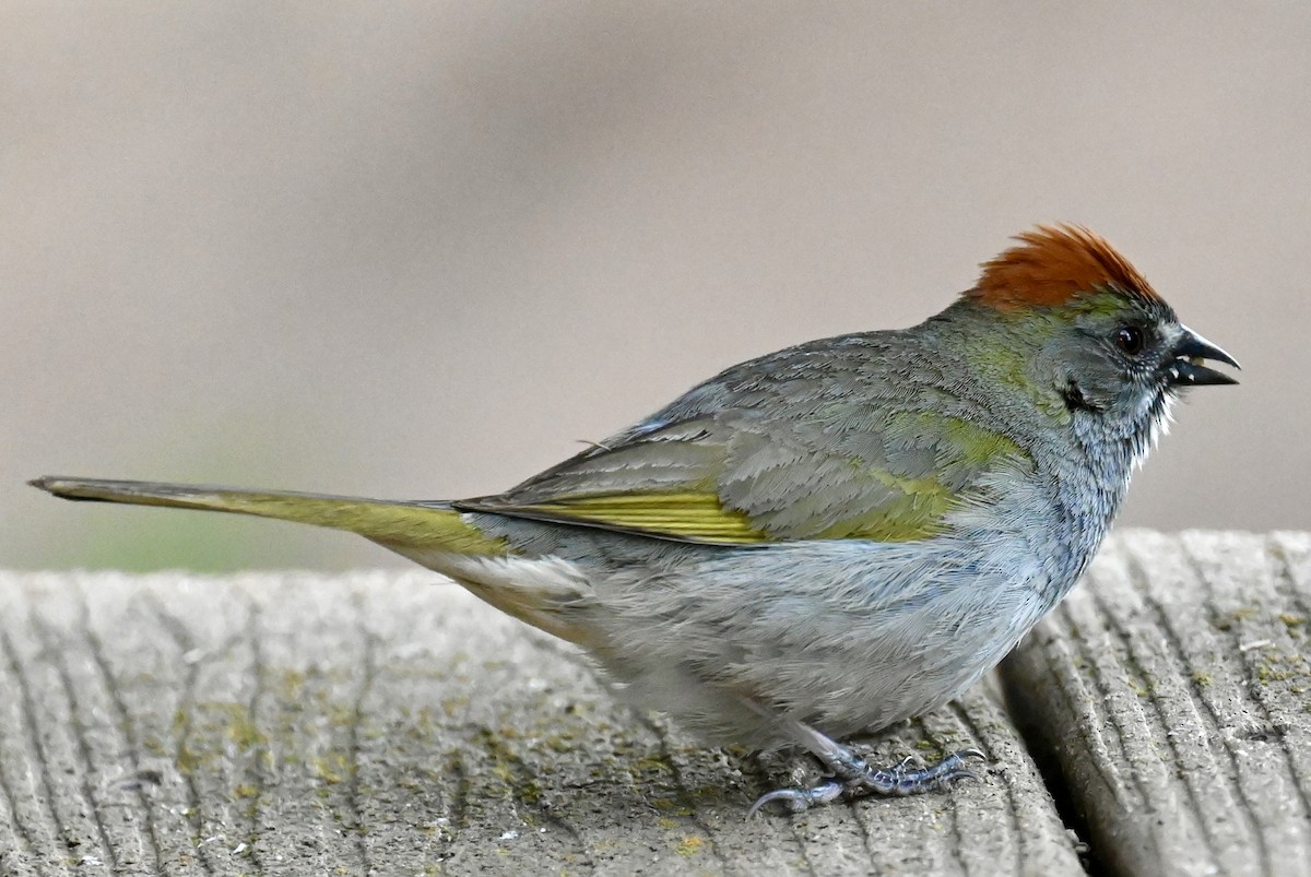 Green-tailed Towhee - Nancy Blaze