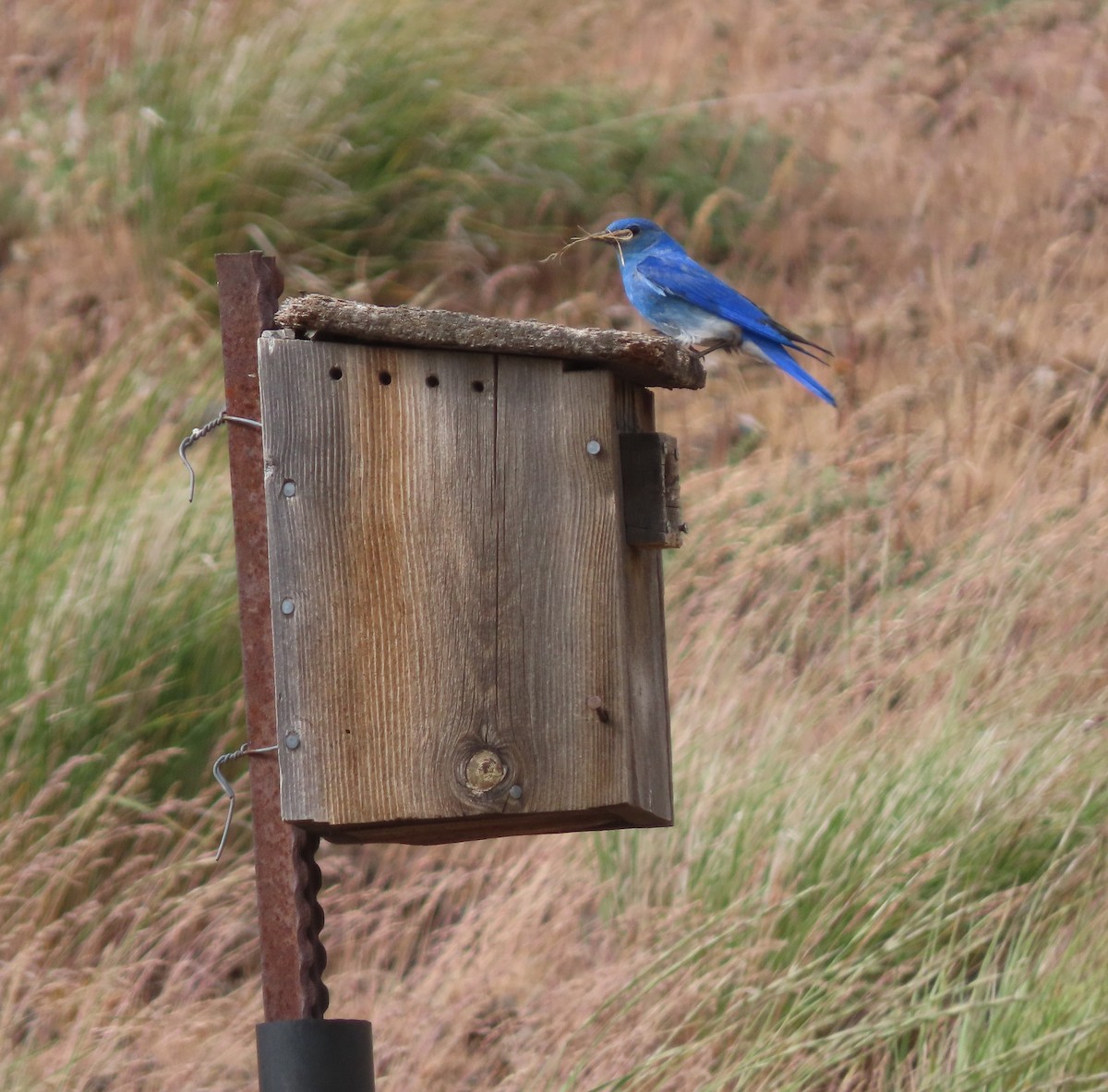 Mountain Bluebird - Steve Pink