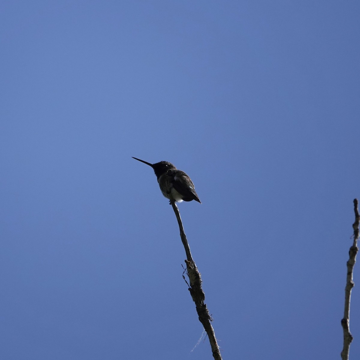 Black-chinned Hummingbird - George Ho
