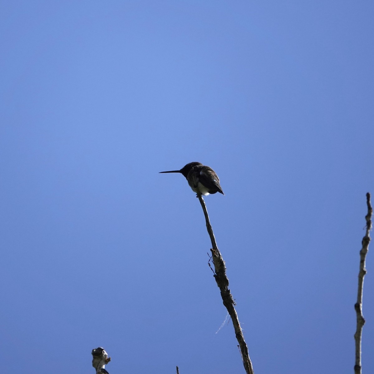 Black-chinned Hummingbird - George Ho