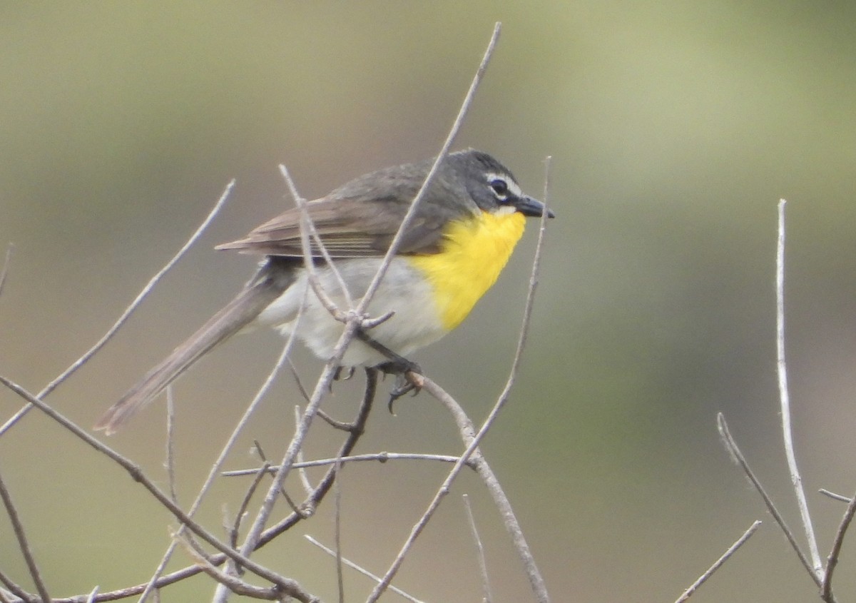 Yellow-breasted Chat - Cathie Canepa