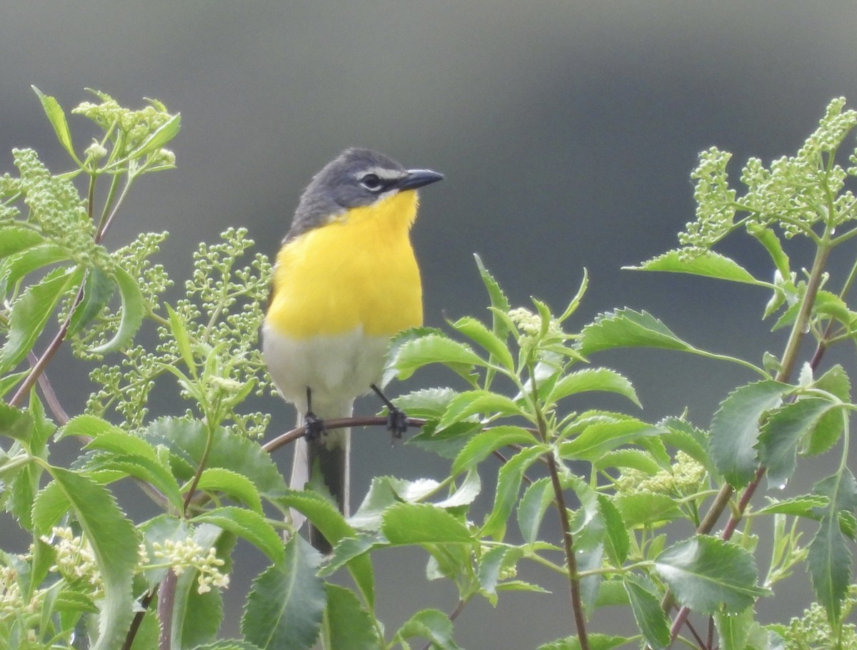 Yellow-breasted Chat - Cathie Canepa