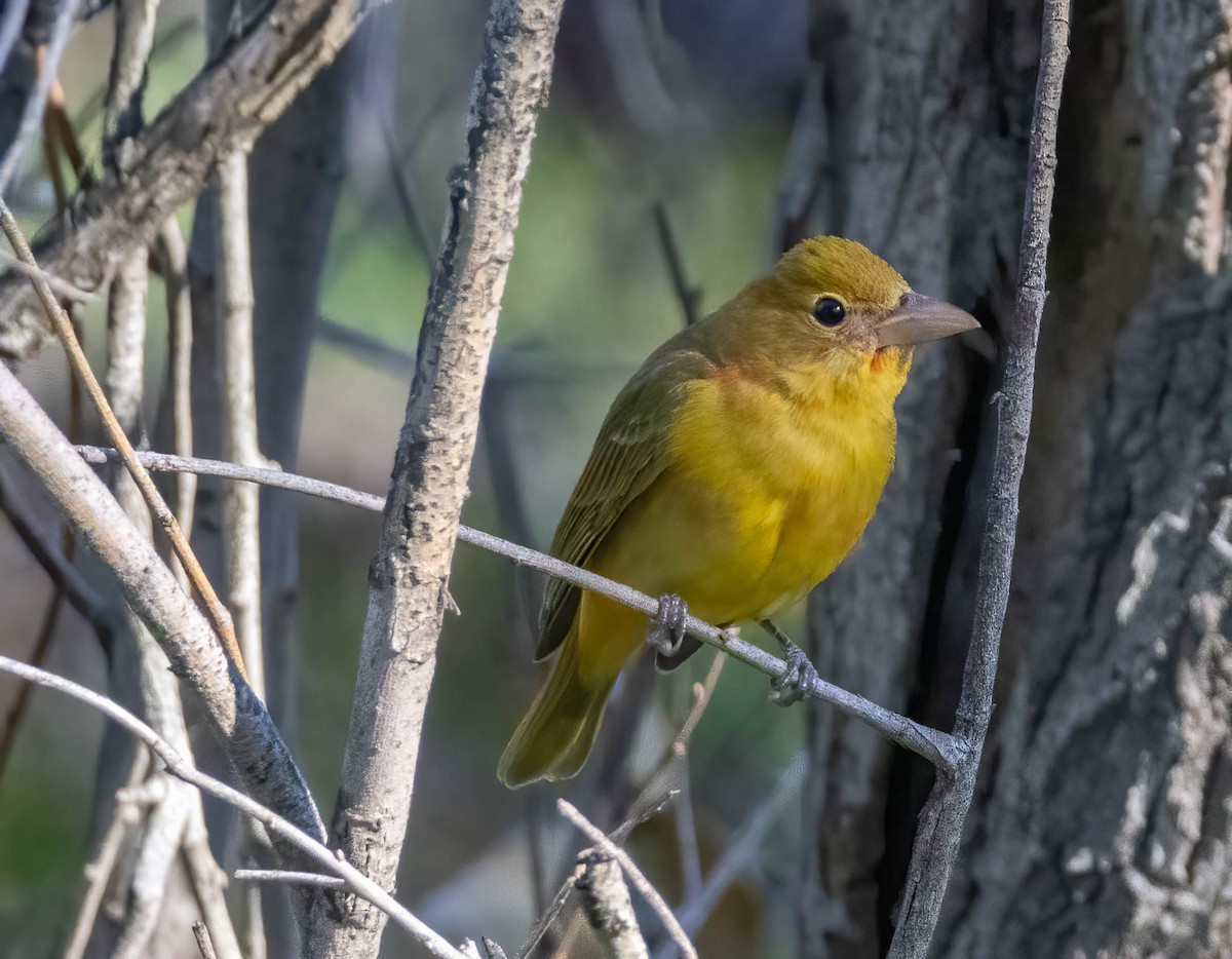 Summer Tanager - ML619583108