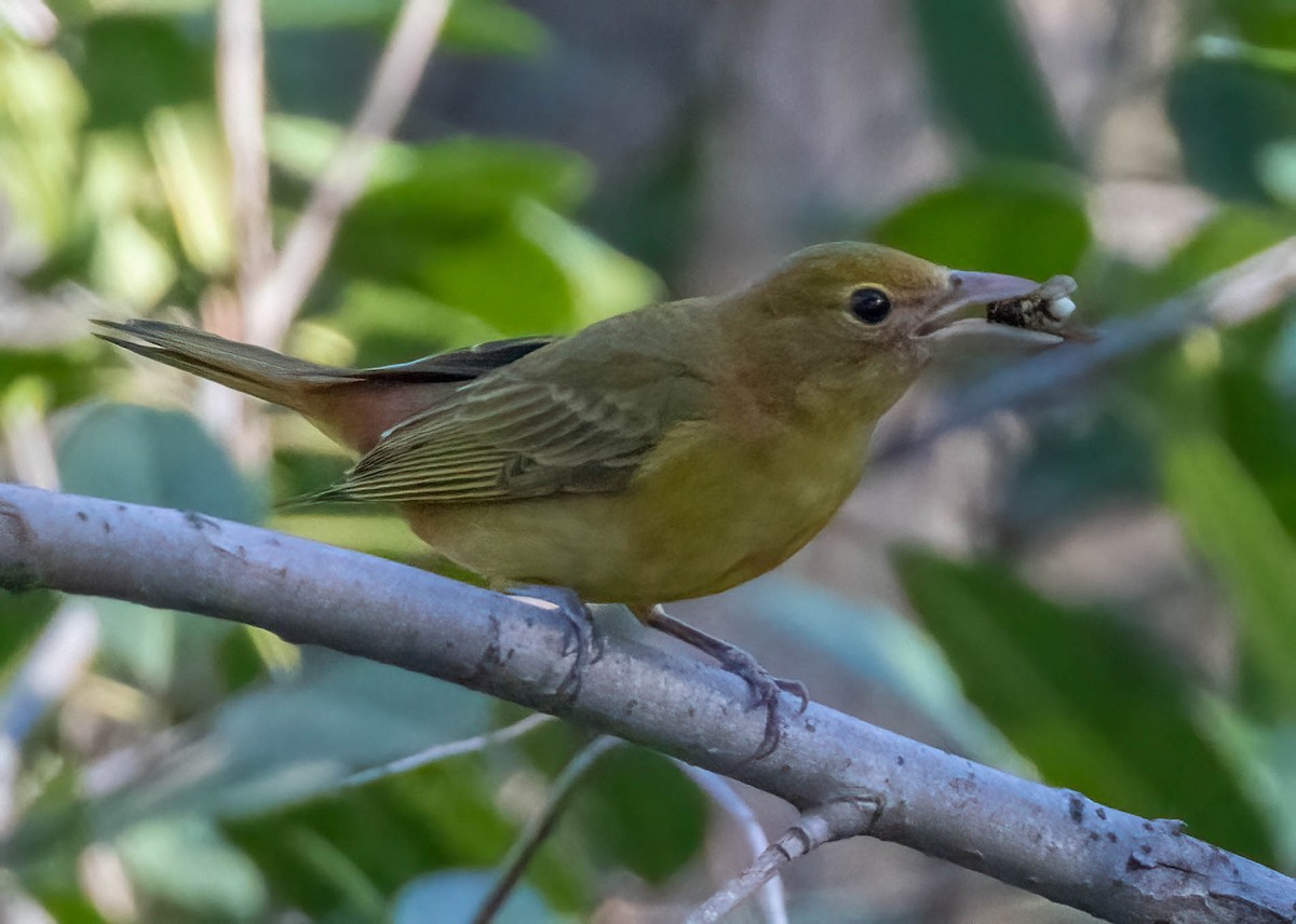 Summer Tanager - ML619583109