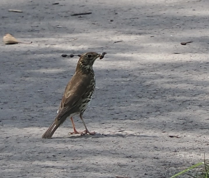 Mistle Thrush - James Tatlow