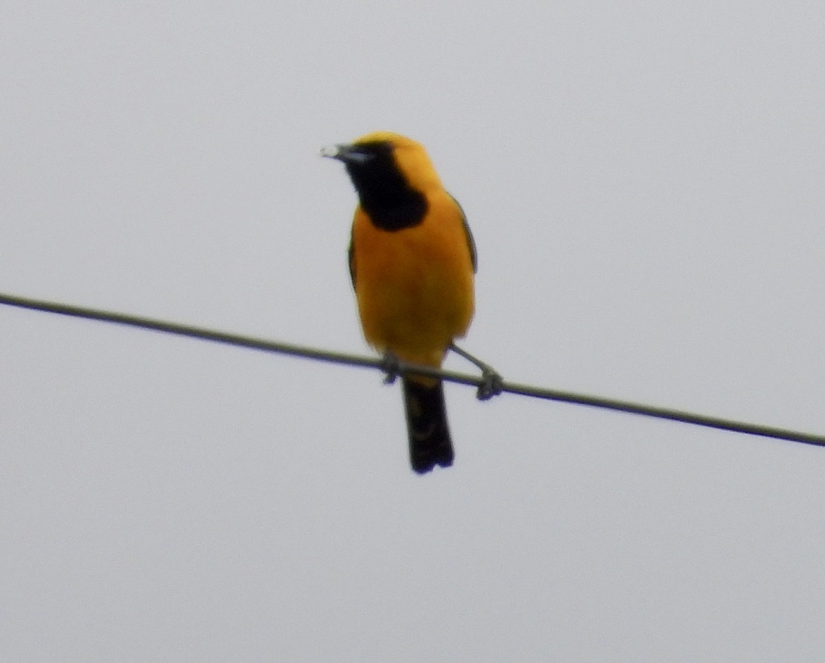 Hooded Oriole - Cathie Canepa